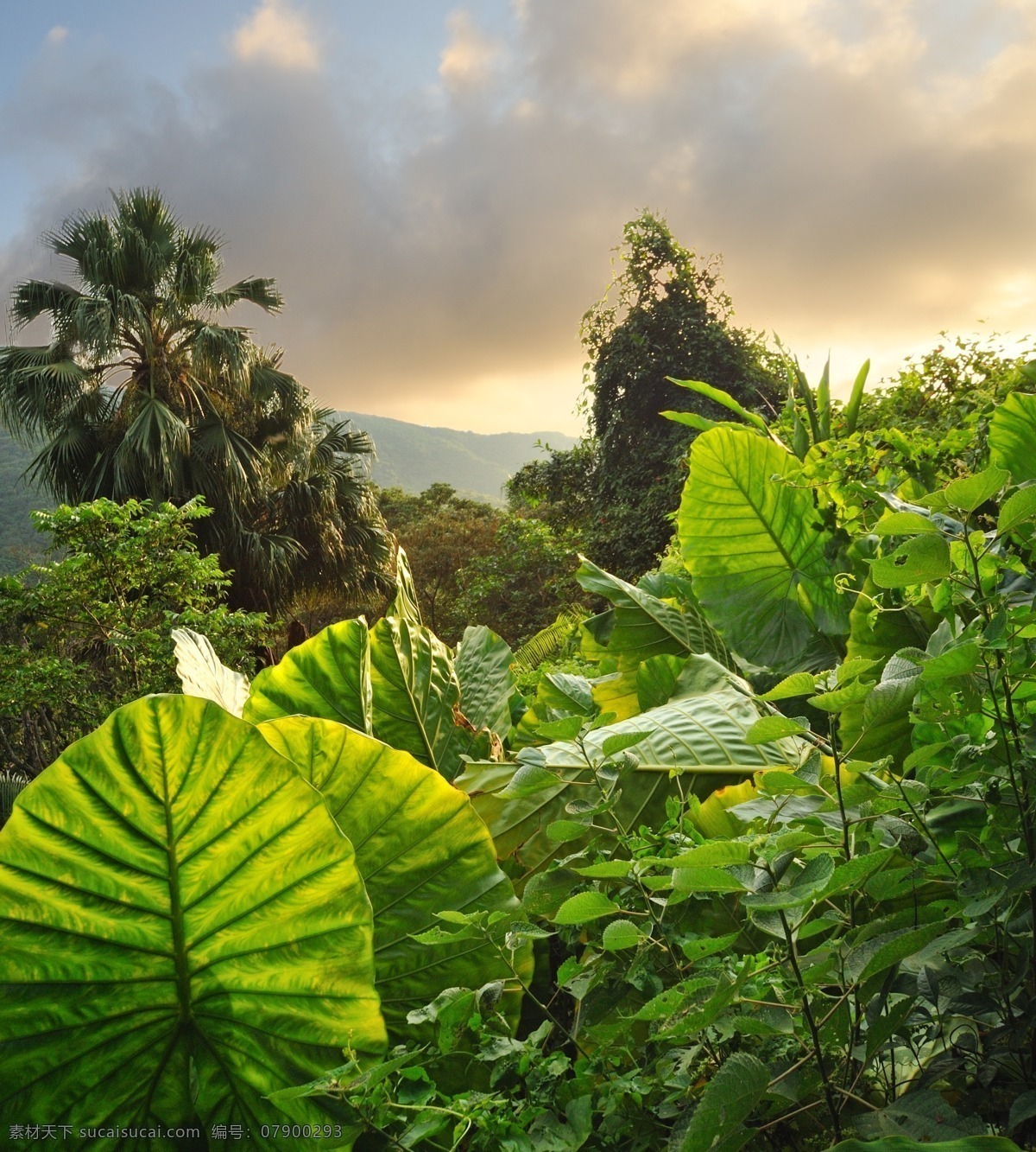 热带植物风景 热带雨林 热带植物 美丽风景 美丽景色 自然美景 自然风景 自然景观 黑色