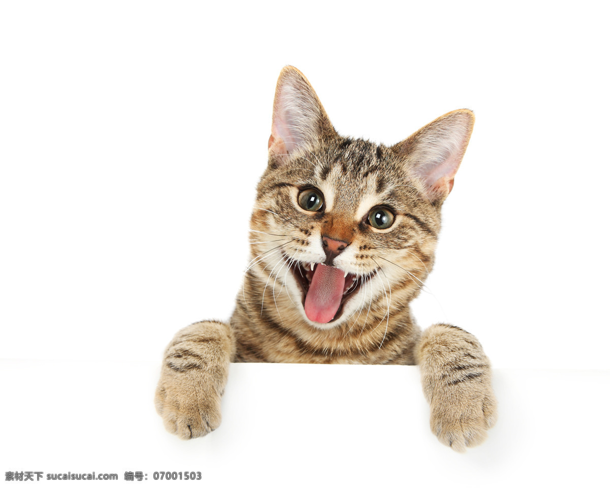 吐舌头的猫 可爱 吐 舌头 表情 猫咪 高清 吐舌头 喵星人 猫