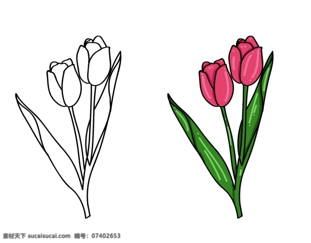 花 花朵 小花 一朵花 植物 一支郁金香 手绘郁金香 简笔画郁金香 线稿郁金香 海报素材 花店素材 母亲节素材 教师节素材 粉色郁金香 生物世界 花草