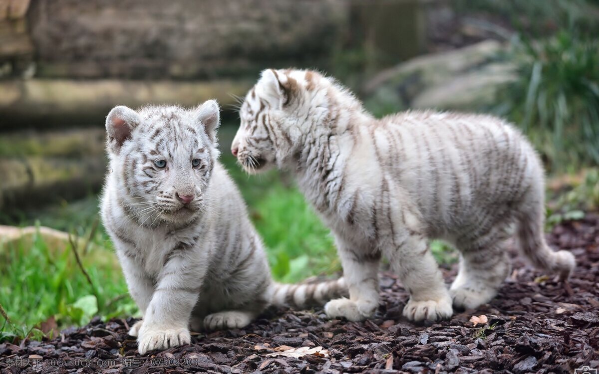 悠哉 猫科动物 野生动物 两只小老虎 生物世界