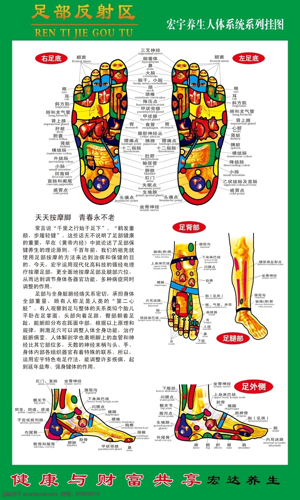 足部反射区 足部 穴位 经络 反射区 脚部 脚 足 展板模板 广告设计模板 源文件