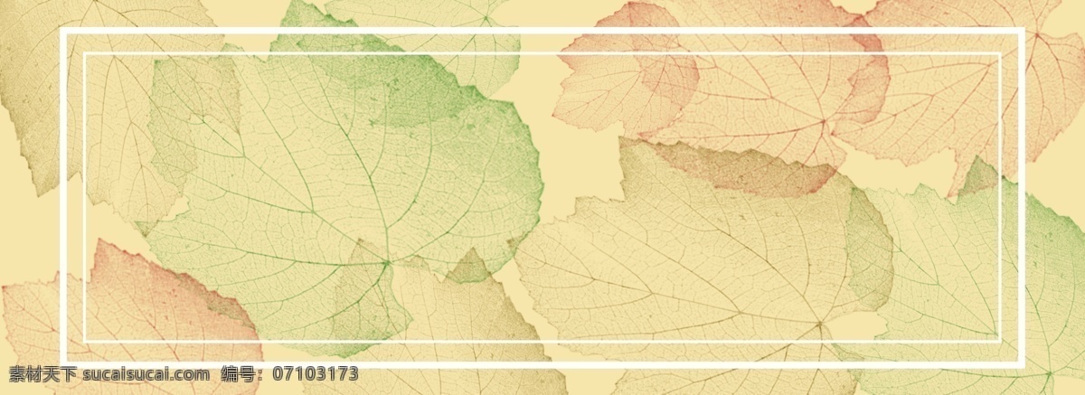 枫 树叶 纹理 质感 背景 枫叶 简约 banner