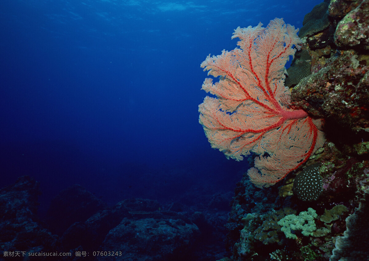海洋生物 海底世界 海洋 礁石 生物世界 鱼 鱼类 珊蝴礁石 珊蝴 海底景色
