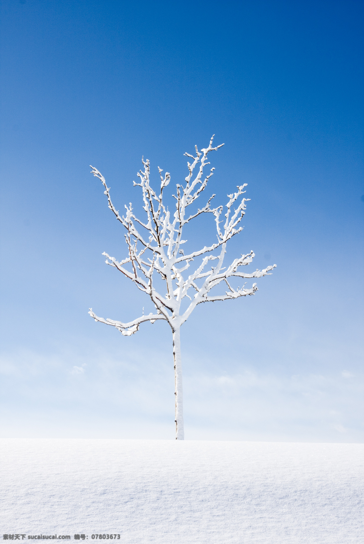 冬天的树 美丽风光 风光摄影 冬季美景 冬天风光 雪树 雪地 蓝天 天空 摄影素材 景色素材 自然风景 自然景观