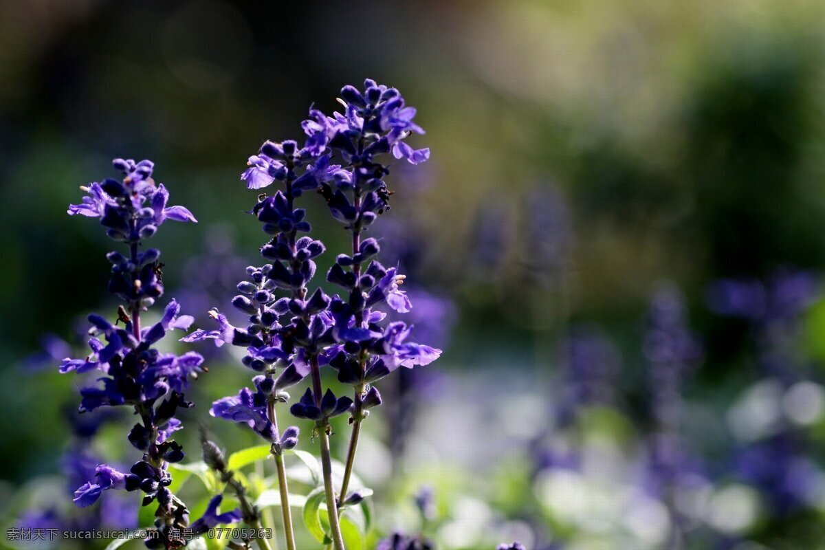 鲜艳 蓝色 鼠尾草 鲜花 花卉 花朵 花草 植物