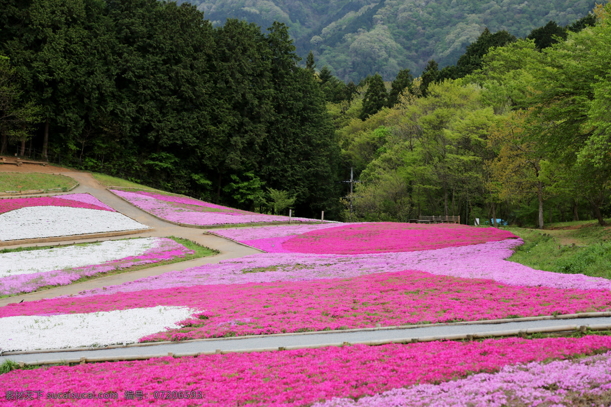 花海 紫色 红色 绿色 唯美 自然风景 自然景观