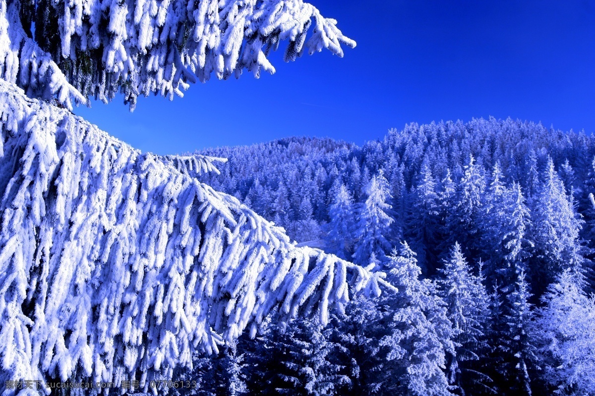 冬天 森林 风景 冬天雪景 冬季 美丽风景 美丽雪景 白雪 积雪 风景摄影 雪地 冬季森林 山水风景 风景图片