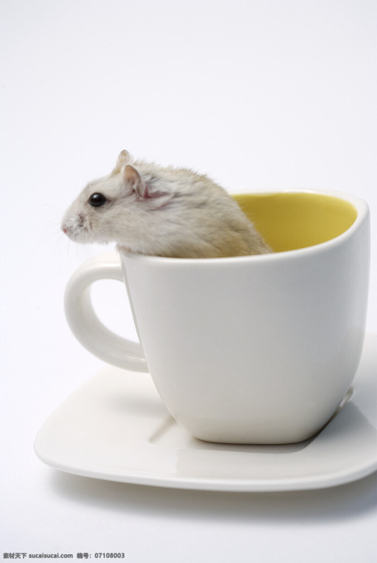 老鼠 家禽家畜 生物世界 杯子里的老鼠 矢量图 日常生活