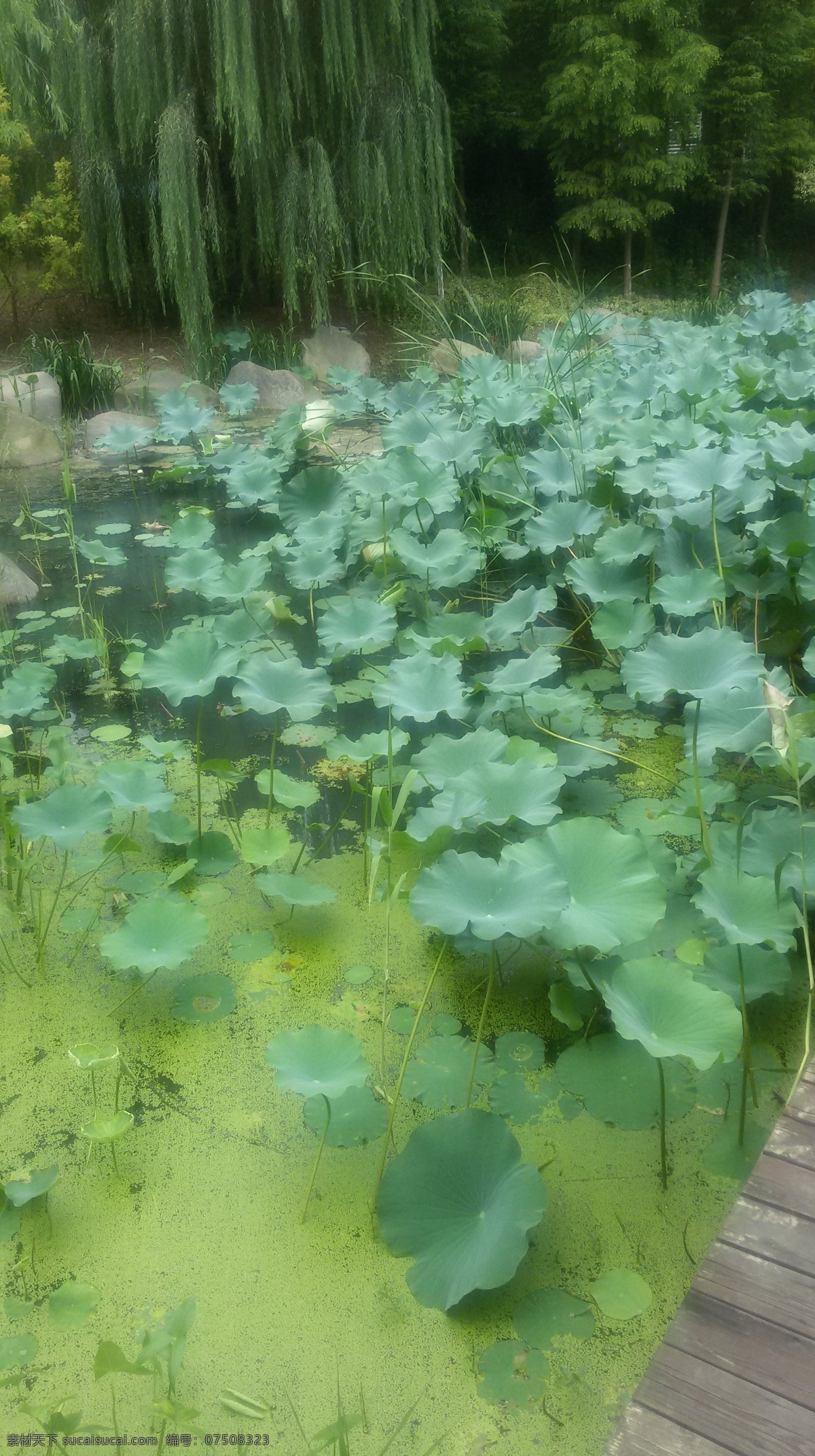 睡莲 莲花 荷花池 池塘 荷塘 绿色风景 绿植 水生物 绿色景观 大自然 自然风景 自然景观 生物世界 花草