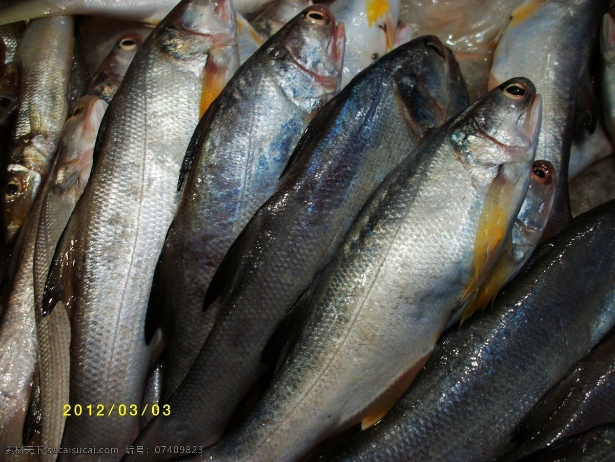 马友鱼 鱼 海鱼 海鲜 自助餐鱼 鱼类 美食鱼 海洋生物 鱼类图 生物世界