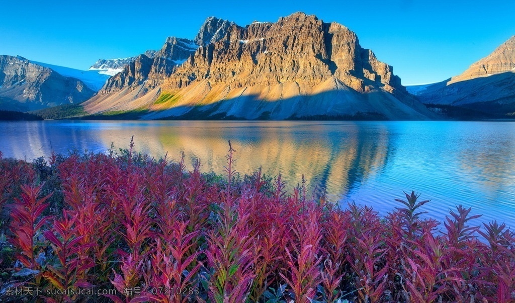加拿大风光 风光 群山 湖泊 静谧 鲜花 紫色 绚丽 风景 自然景观 山水风景