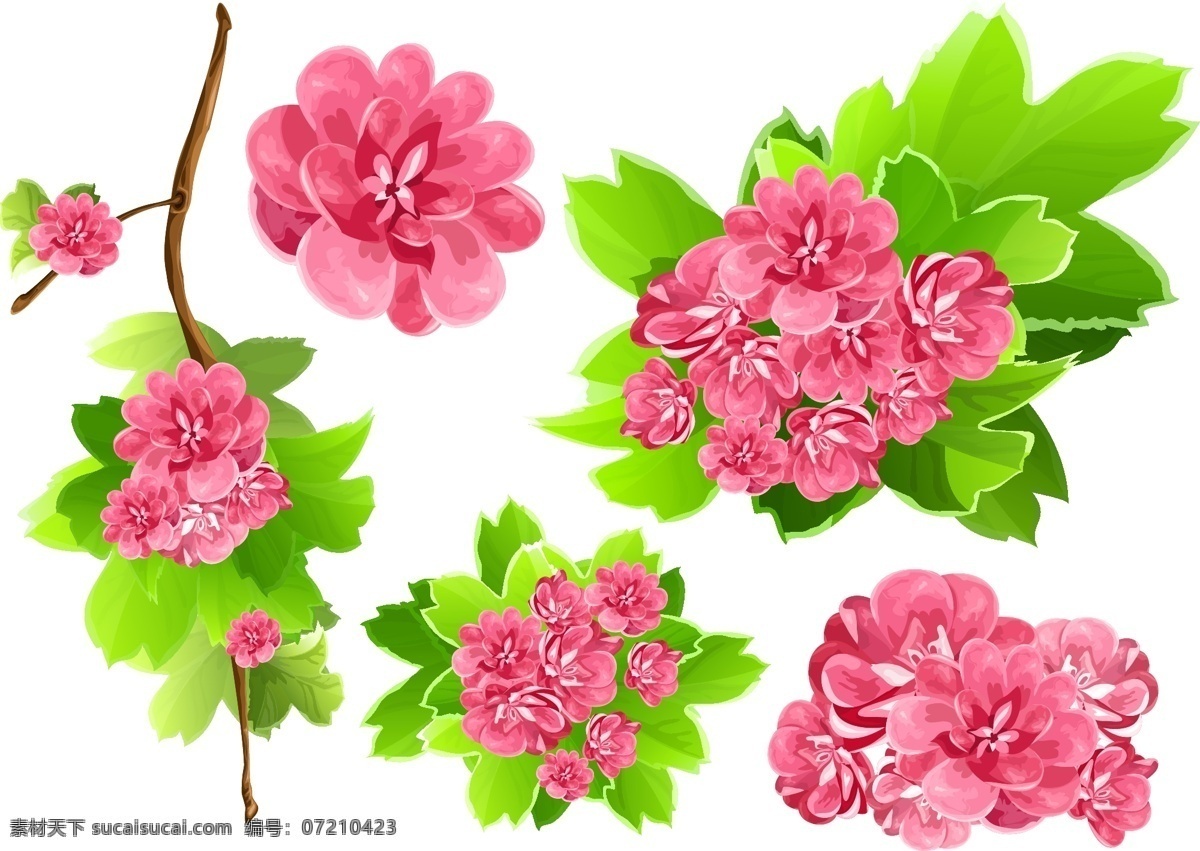 花朵花簇树枝