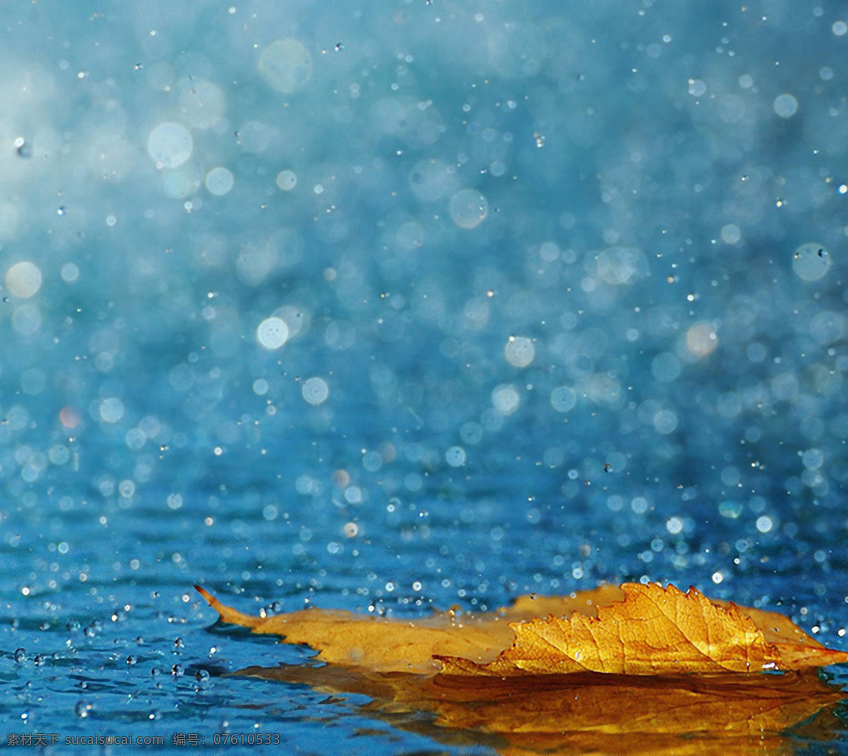 雨水 枫叶 美景 雨中美景 飘零落叶 自然景观 自然风景