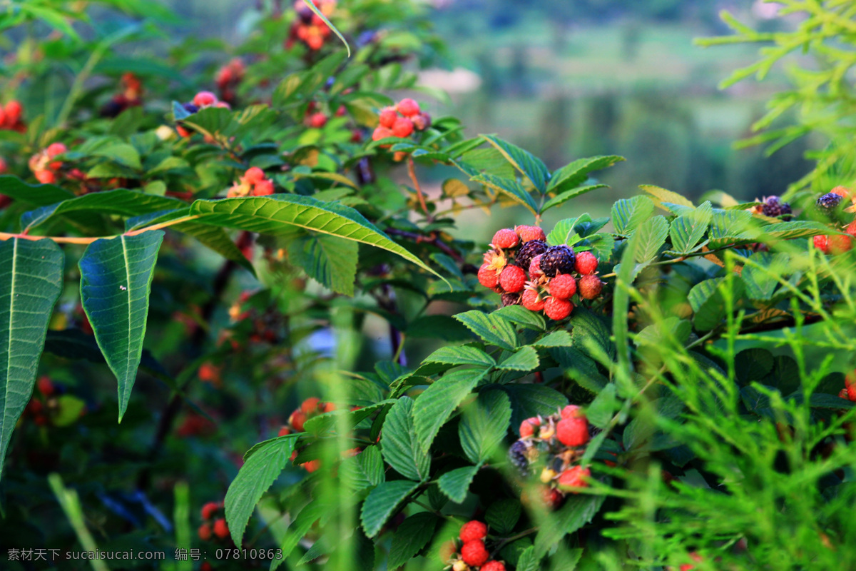 罗江县 葫芦嘴 灌木 红红的野果 青草 远山 树木 太阳余晖 花草摄影 生物世界 水果