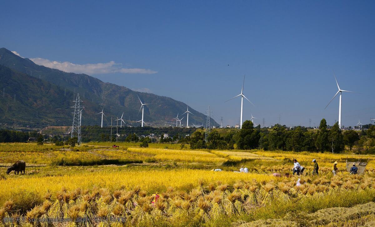 金秋田野 田 田野 金色 秋天 稻田 自然景观 自然风景