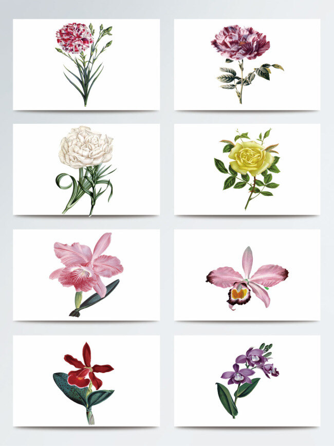 雅致 清新 兰花 鲜花 手绘 合集 植物 绿叶 黄色 紫色 花瓣 白色 花束 菊花 装饰元素