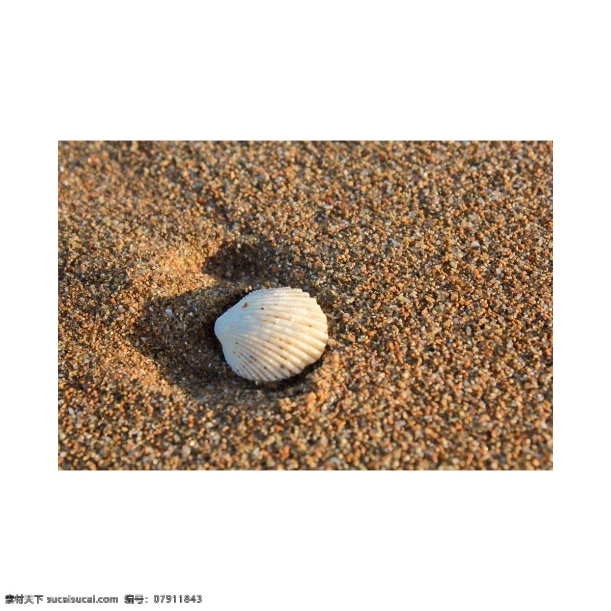 沙滩 上 白色 贝壳 沙子 海边 旅游 度假 纪念 阳光 浪漫 白色贝壳 装饰 大海边 海滩 旅行