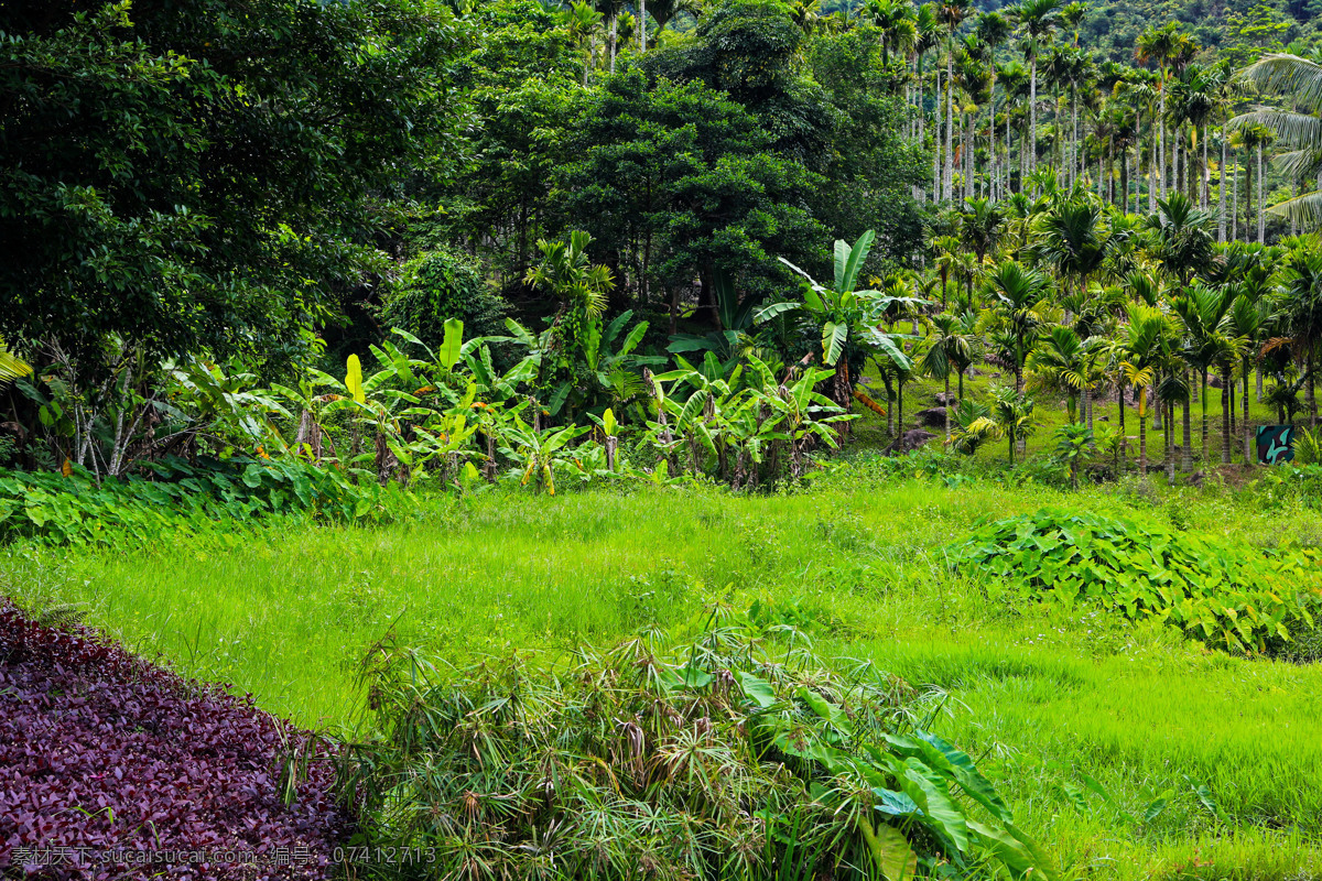 呀诺达 雨林植物 海南 三亚 生态景观 热带雨林 文化旅游区 雨林景区 绿色旅游 原始生态 绿色生态文化 自助游 国内旅游 旅游摄影 诺达 雨林 植物