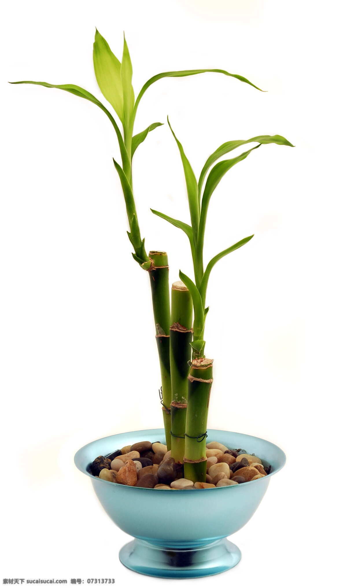 盆栽富贵竹 盆栽 植物 绿色 清新 富贵竹 生物世界 花草