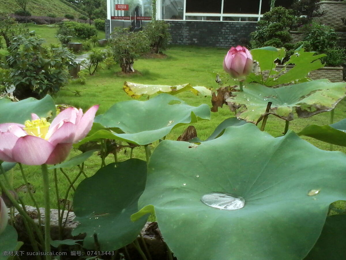 荷 中水 滴 荷花 水滴 睡莲 晨露 风景 生活 旅游餐饮