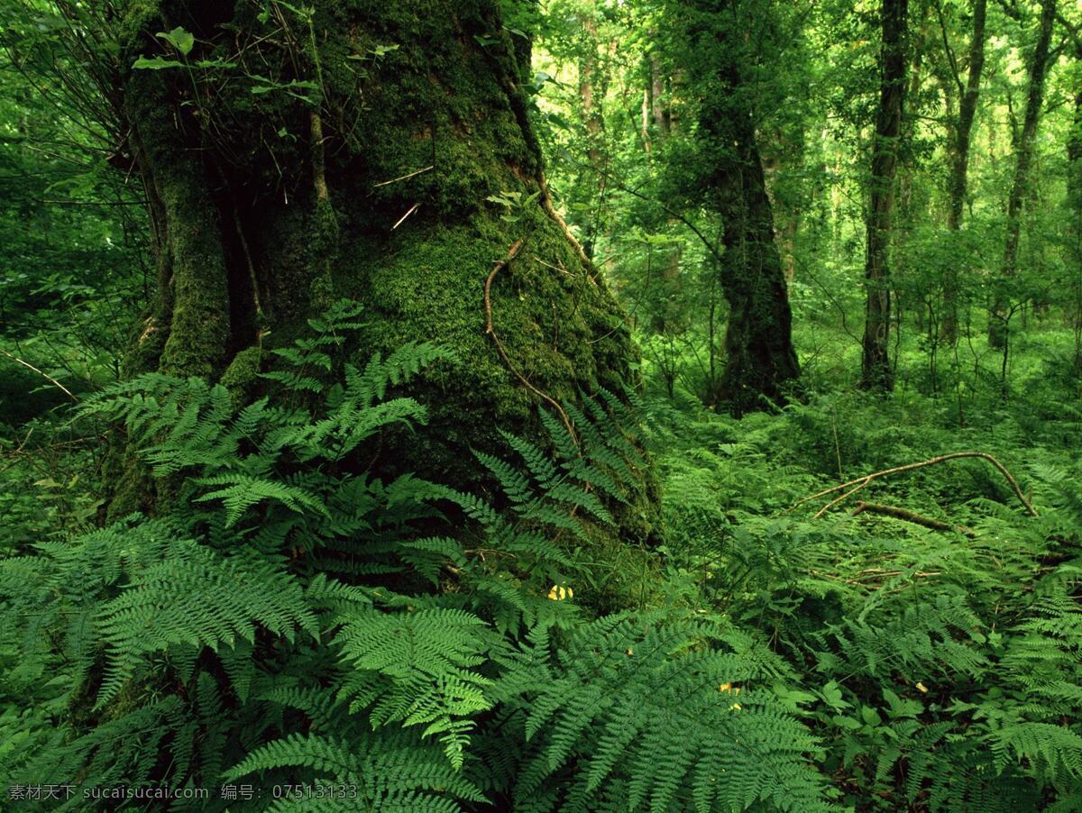 草 动态风景图片 动态 风景图片 大全 山水 森林 摄影图片 手机 树木 植物 家居装饰素材 山水风景画