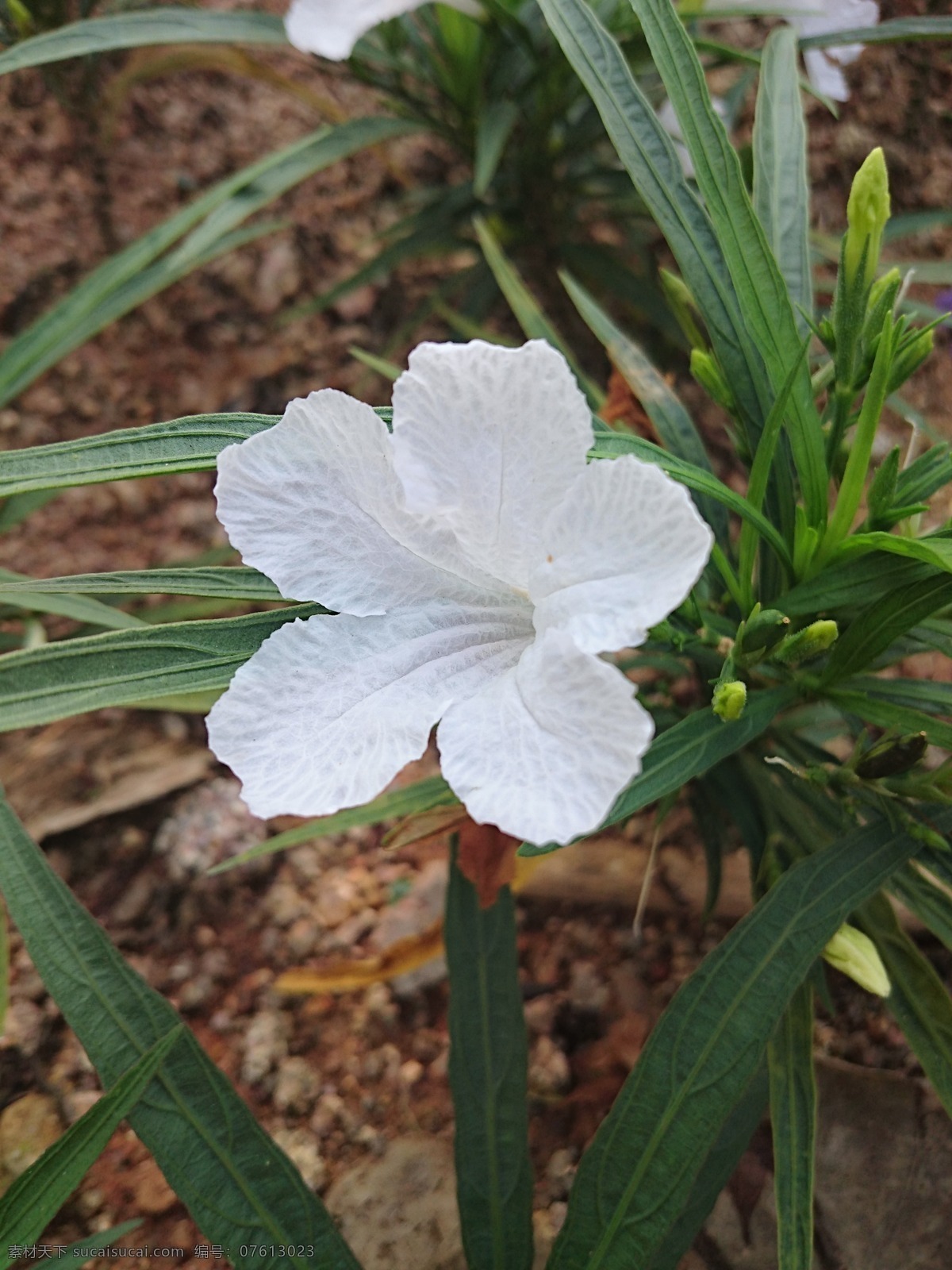 翠芦莉 蓝花草 兰花草 花朵 花卉 自然 花草 树木 生物世界