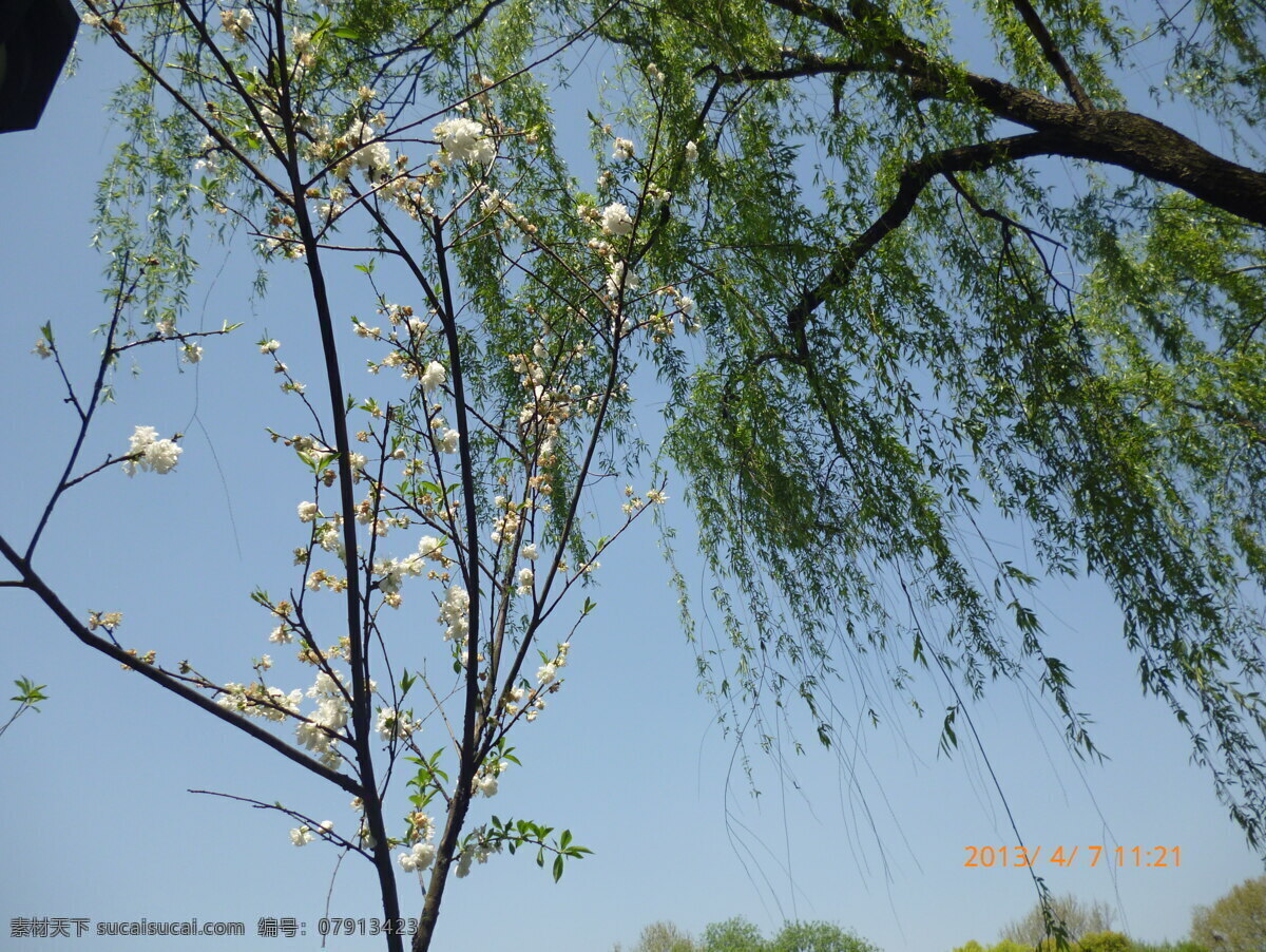 花朵 春天 蓝天 柳树 旅游摄影 绿叶 树木 鲜花 白色的花朵 自然风景 psd源文件