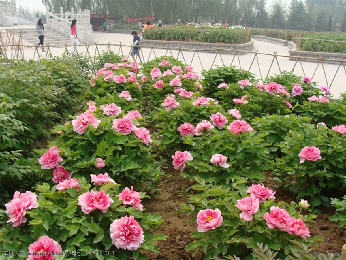 牡丹 草 花草 牡丹花 人 摄影图库 生物世界 自然景观 风景 生活 旅游餐饮