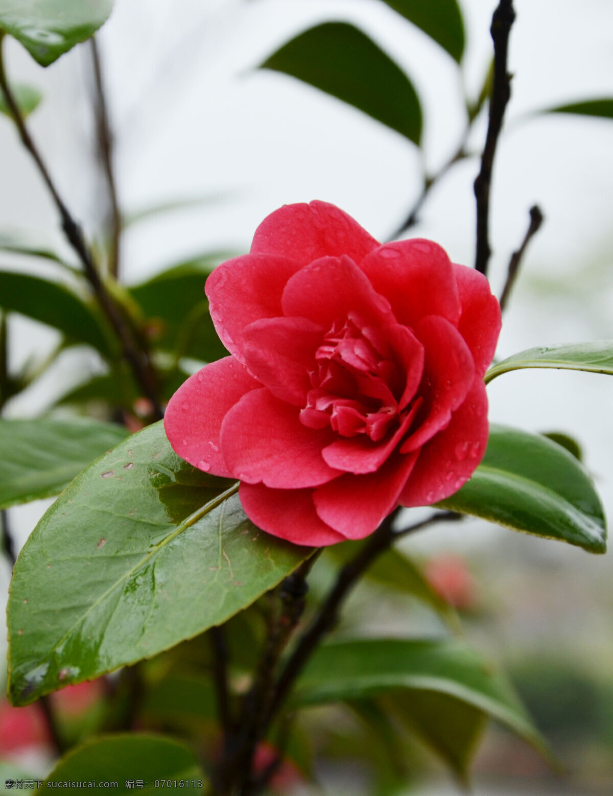茶花 红色 花卉 植物 花草 生物世界