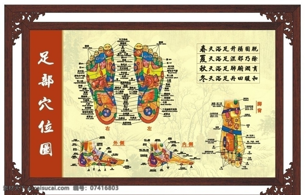 足部穴位图 足部示意图 足部反射区 足部 足疗 穴位 图解 现代科技 医疗护理 海报 人体穴位图 穴位图 相框 相架 框架 展板模板 矢量