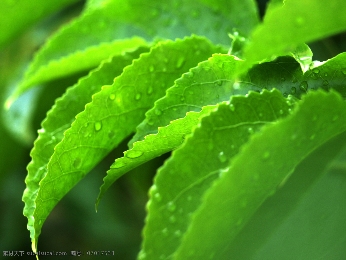 绿色生机 花草 绿色 绿叶 水珠 露珠 树中 绿叶背景 树木树叶 生物世界