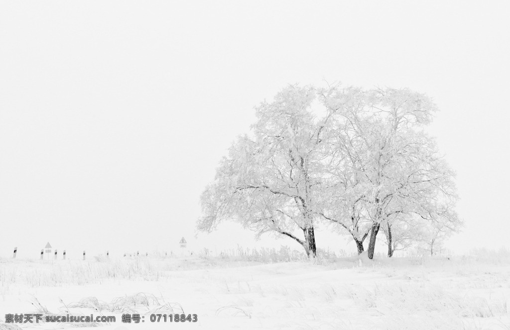 白雪松 下雪 雪天 雪景 雾凇 大雾 冬天 风景 旅行 旅拍 自然景观 自然风景