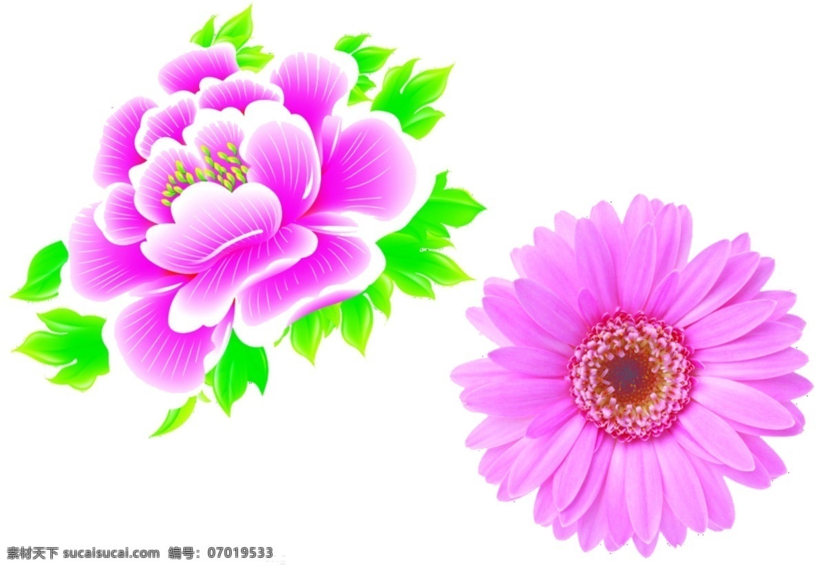 菊花 花朵 牡丹 psd源文件