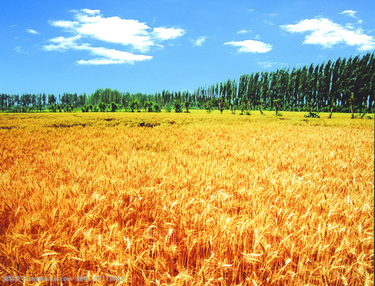麦田 小麦 麦子 自然景观 田园风光 摄影图库 300