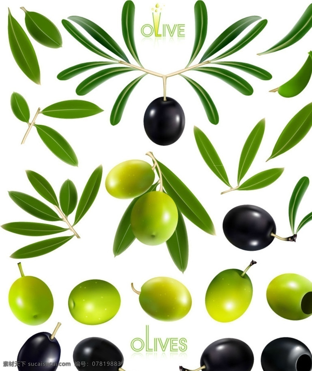 精美 油橄榄 橄榄 矢量 橄榄叶 水果 新鲜 食品果蔬 分层