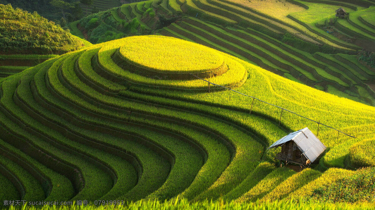 桌面壁纸 护眼 护眼壁纸 水稻 粮食 图形 梯田 背景素材 植物背景 墙纸 大自然 植物 绿色 意境 电脑壁纸 电脑桌面 背景 自然背景 设计元素 高清图片 高清壁纸 时尚 颜色 装饰 季节 丰富多彩 桌面背景 植物特写 桌面 壁纸 系统 win7 屏保 贴图 自然景观 田园风光