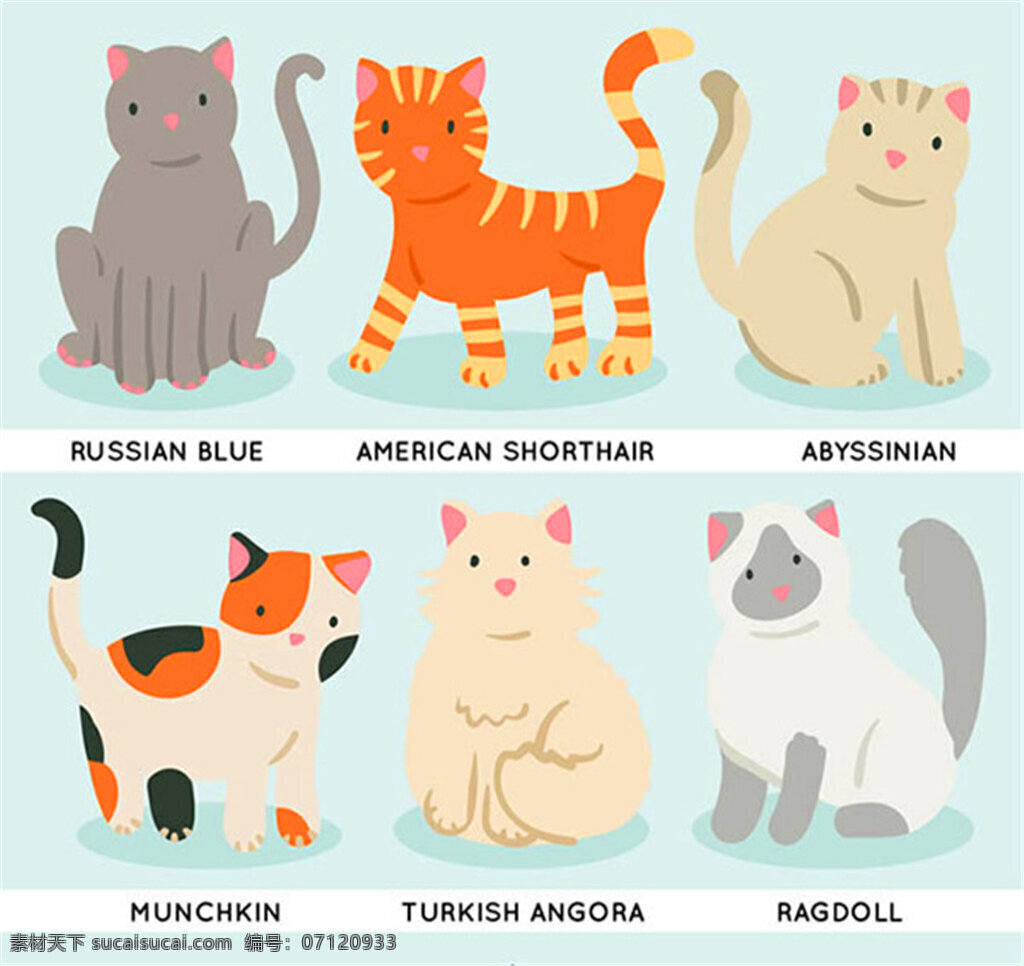 可爱 宠物 猫 矢量 俄罗斯蓝猫 美国短毛猫 阿比西尼亚 芒 奇 金 土耳其 安哥拉 布偶猫 动物 矢量图