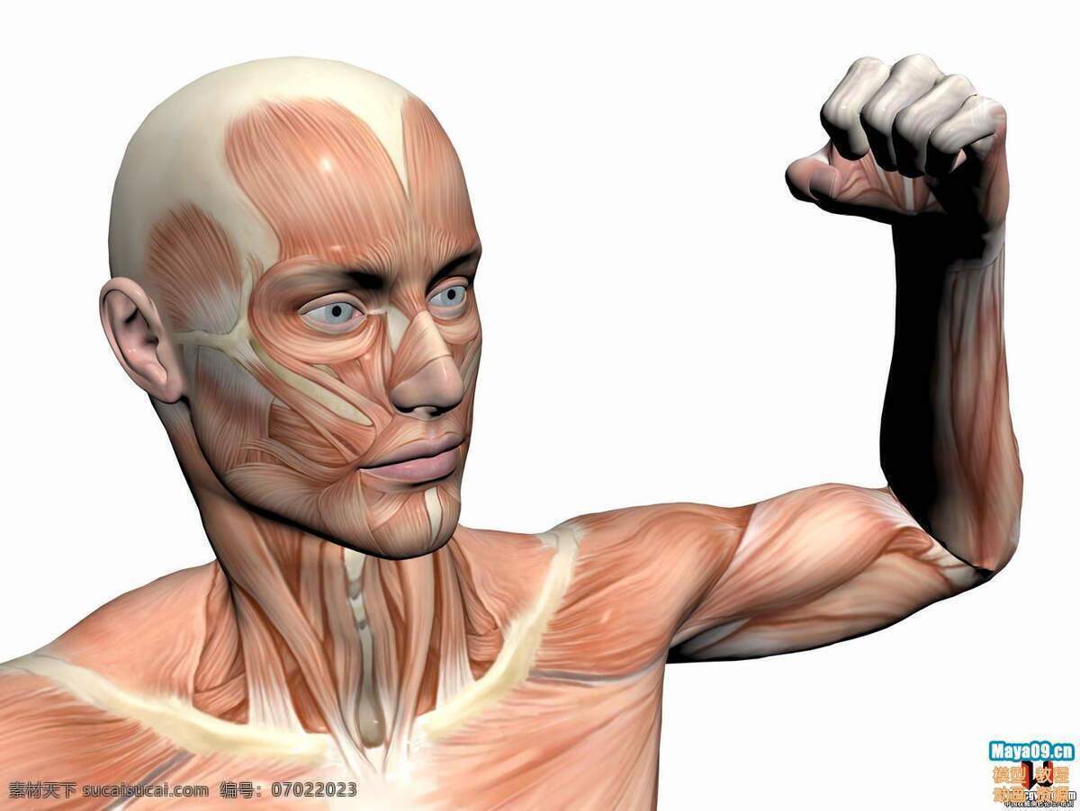 人体结构 人体 结构 骨骼 肌肉 透视 医疗护理 现代科技