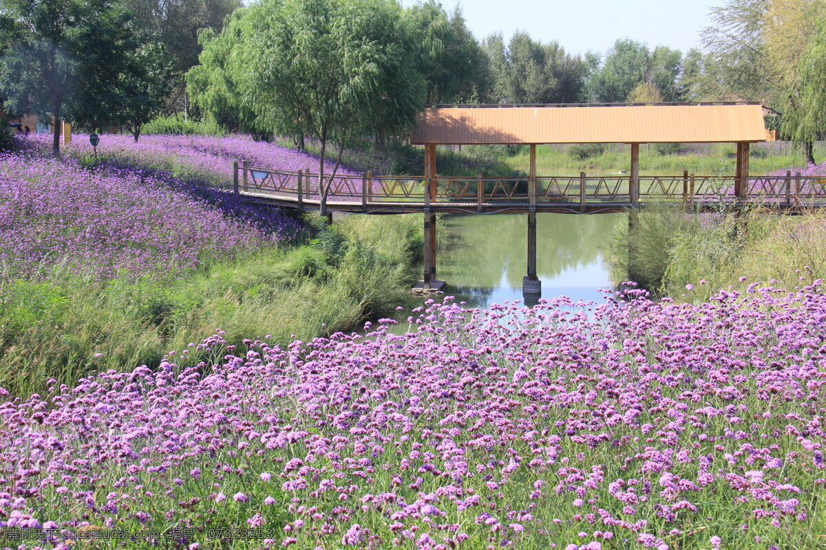 薰衣草 草原 花 花海 旭日拍摄 美丽 紫色 自然景观 自然风景