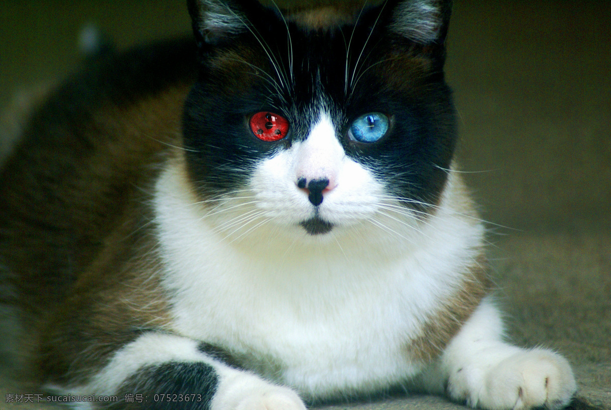 写轮眼猫咪 猫咪 换眼 写轮眼