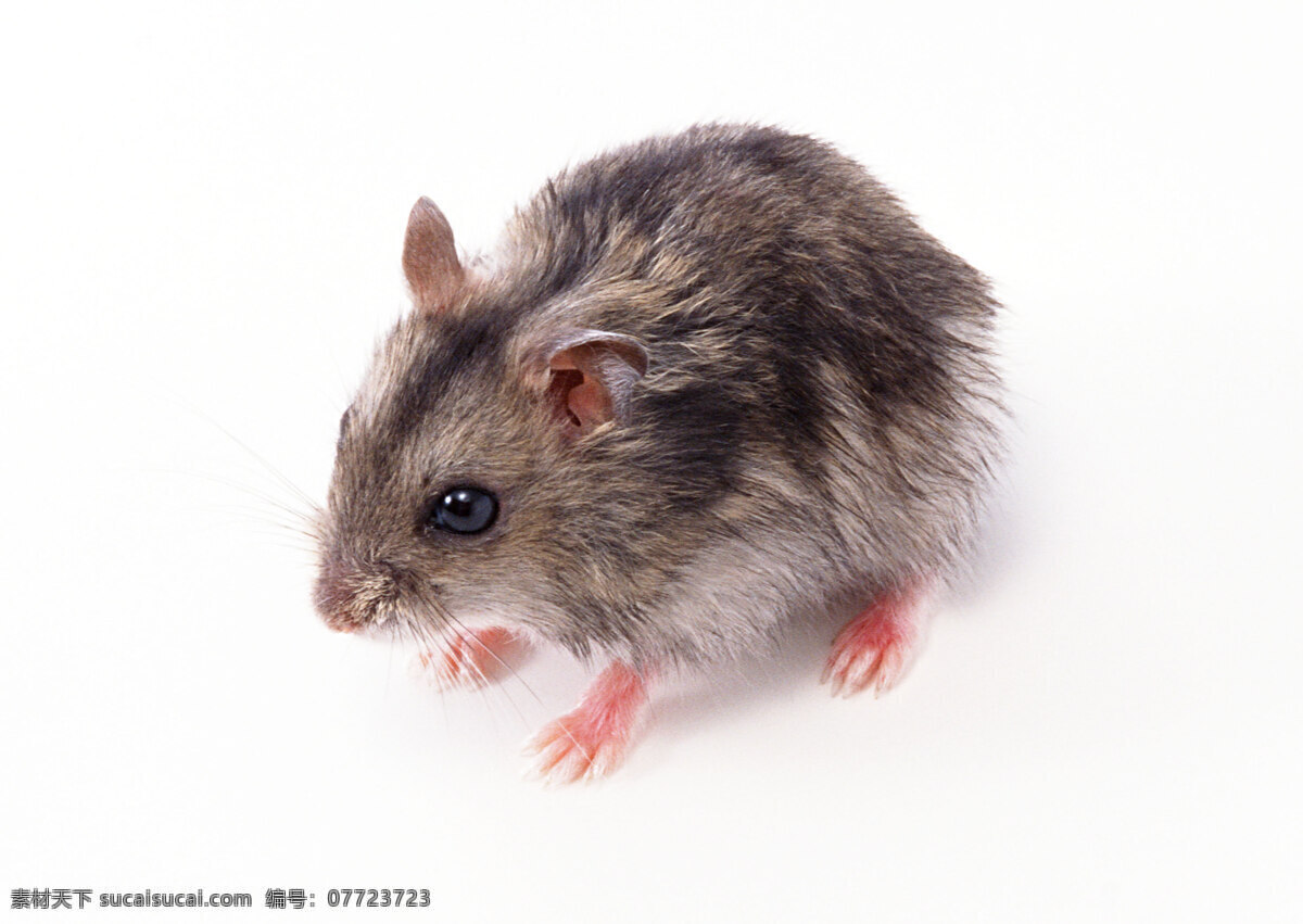 鼠 老鼠 小老鼠 宠物鼠 田鼠 生物世界 野生动物