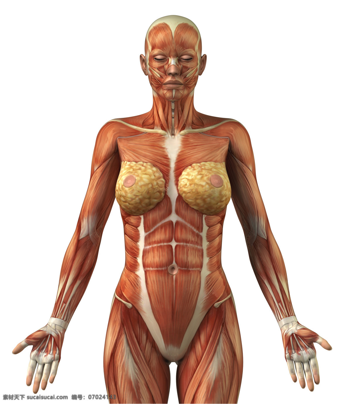 女性 肌肉 组织 器官 女性器官 人体器官 医疗科学 医学 人体器官图 人物图片