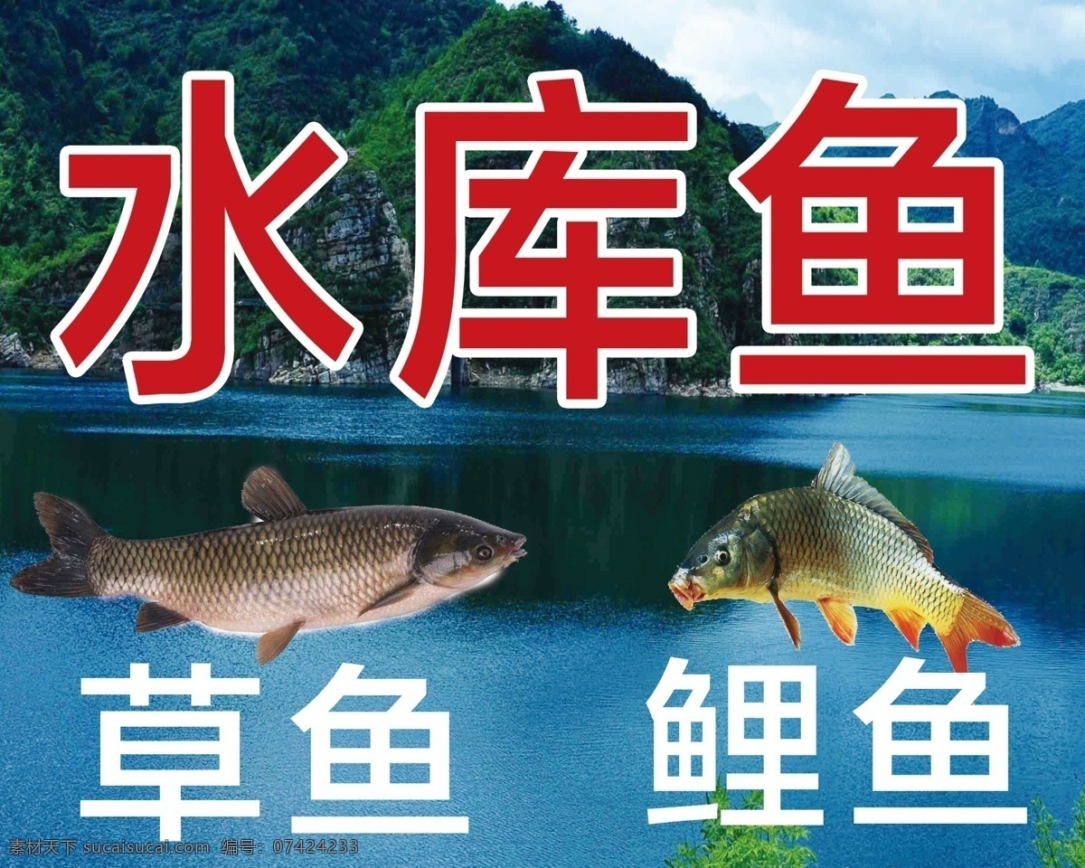 水库鱼 水库 鱼 草鱼 鲤鱼