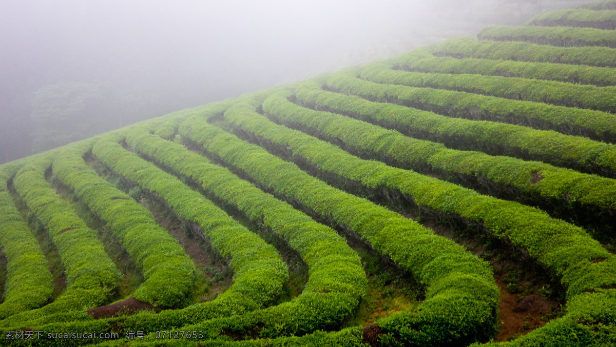 茶山 茶园 茶场 茶叶种植 茶 茶叶 农作物 茶山晨雾 摄影图片 现代科技 农业生产