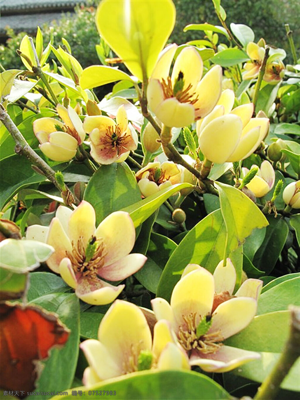 黄花 绿叶 植物 风景 生活 旅游餐饮