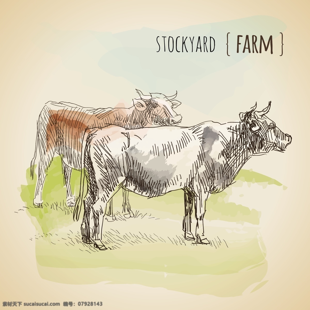 奶牛水彩 水彩 动物 农场 绘制 速写 插图 农民 抽纱 奶牛 手绘 现实 图标 高清 源文件