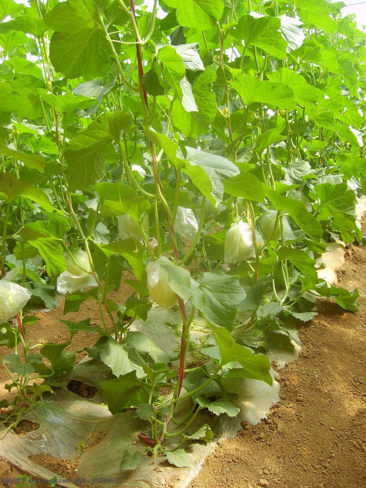 甜瓜 大棚甜瓜 瓜菜 大棚蔬菜 农业 蔬菜 生物世界