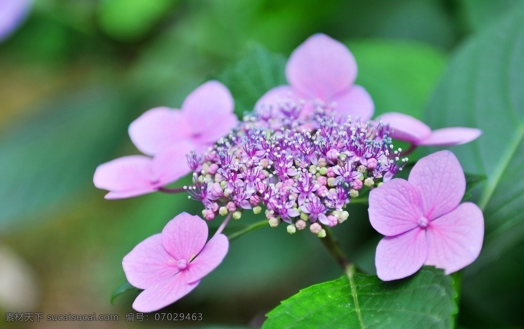 光谷大道 丽岛漫城 琼花 绣球花 醉八仙 生物世界 花草