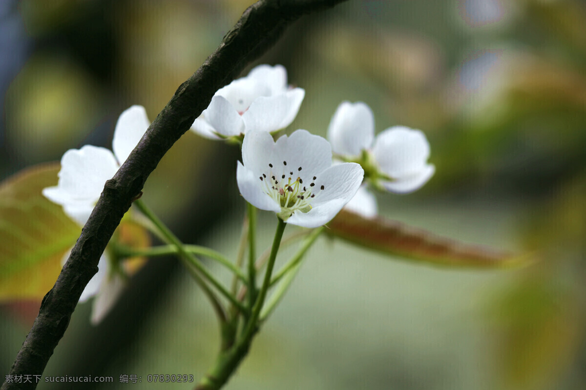 白梨花 摄影图库 生物世界 果木植物 花卉 花草