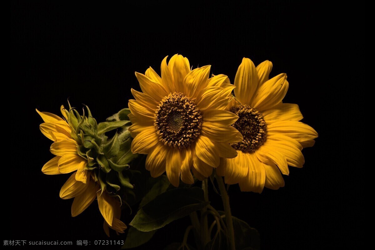 向日葵 植物 花朵 桌面 背景 生物世界 花草